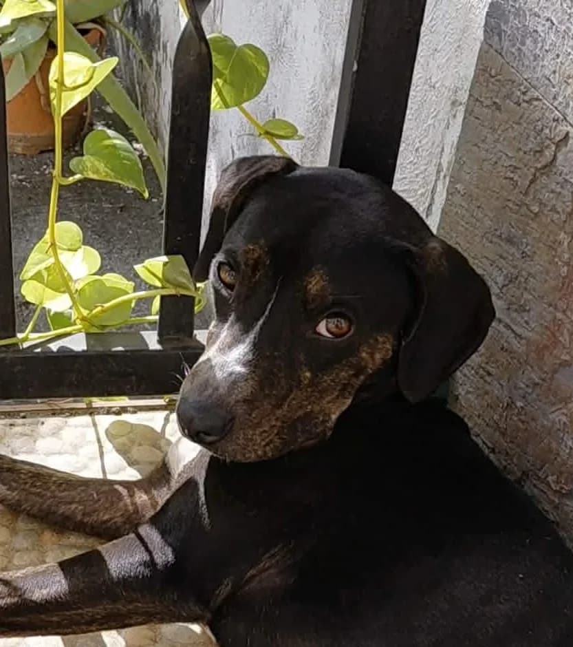 BONANGA, male Mixed Breed for adoption at Association Sauvade