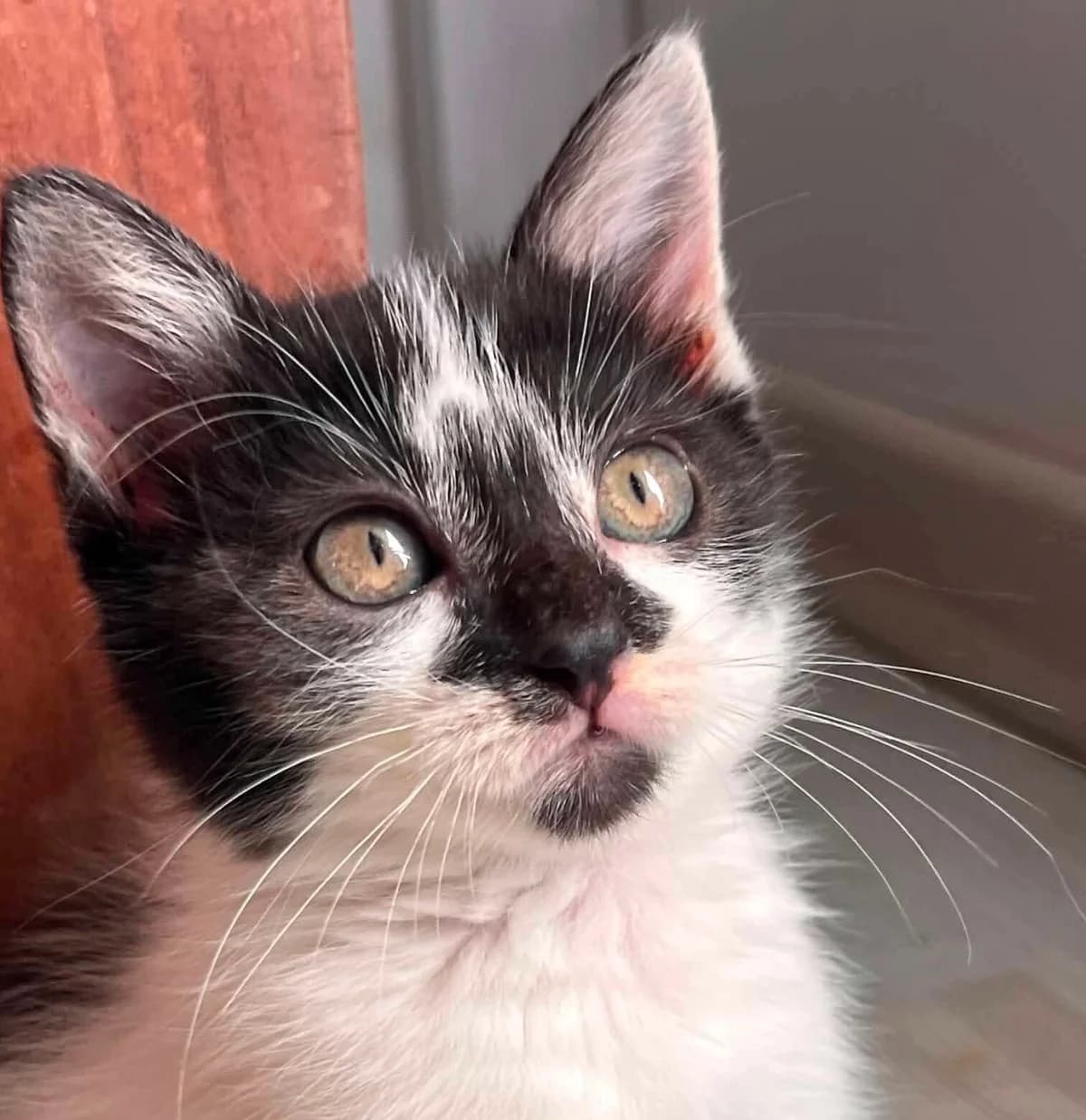 CHAFOUIN, male puppy Mixed Breed for adoption at Association Sauvade