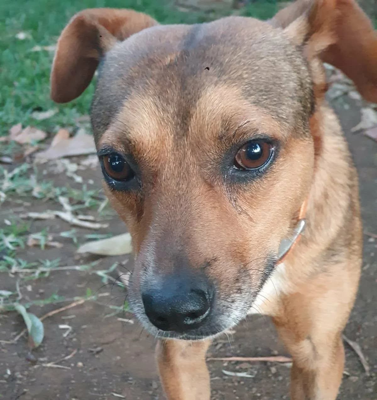 SNOOPY, young Mixed Breed for adoption at Association Sauvade