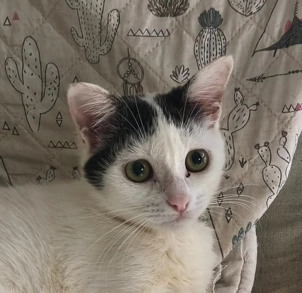 TÉTHYS, Mixed Breed for adoption at Association Sauvade