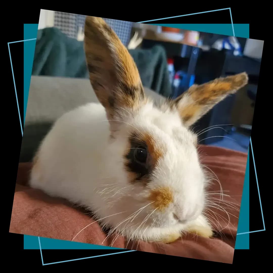 Alimentation du lapin, male Mixed Breed for adoption at Association 1000 Moustaches, La Chevrolière