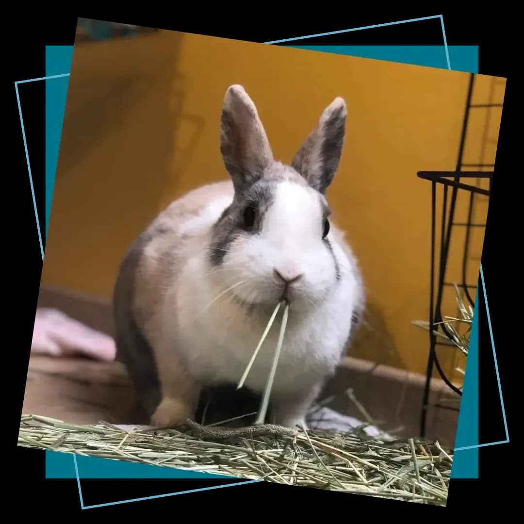 Symptômes du lapin, Mixed Breed for adoption at Association 1000 Moustaches, La Chevrolière