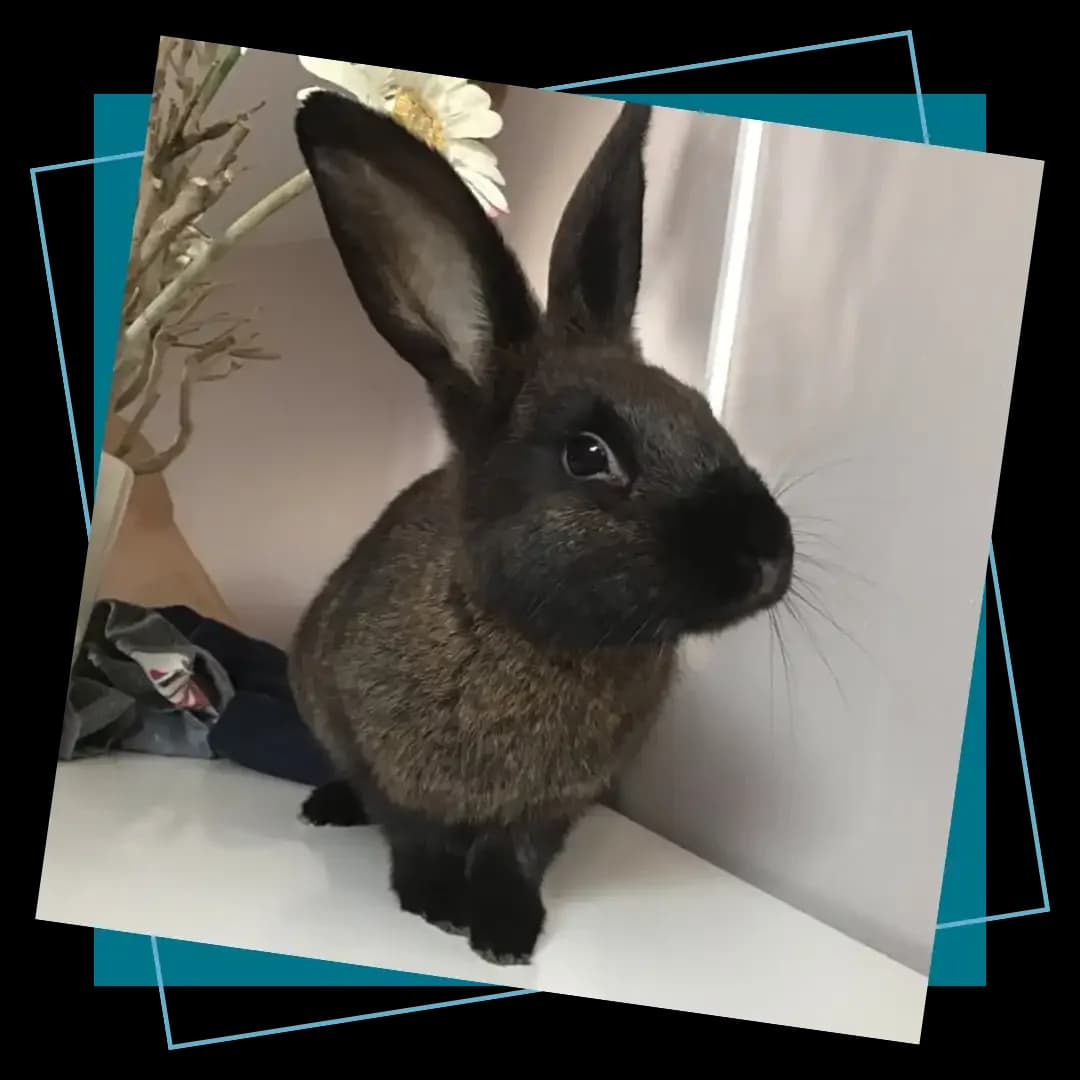 Habitat du lapin, Mixed Breed for adoption at Association 1000 Moustaches, La Chevrolière