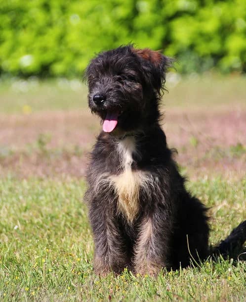 BAILEY'S, male senior Mixed Breed for adoption at Baikal