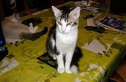 FELIX, female senior Mixed Breed for adoption at Baikal