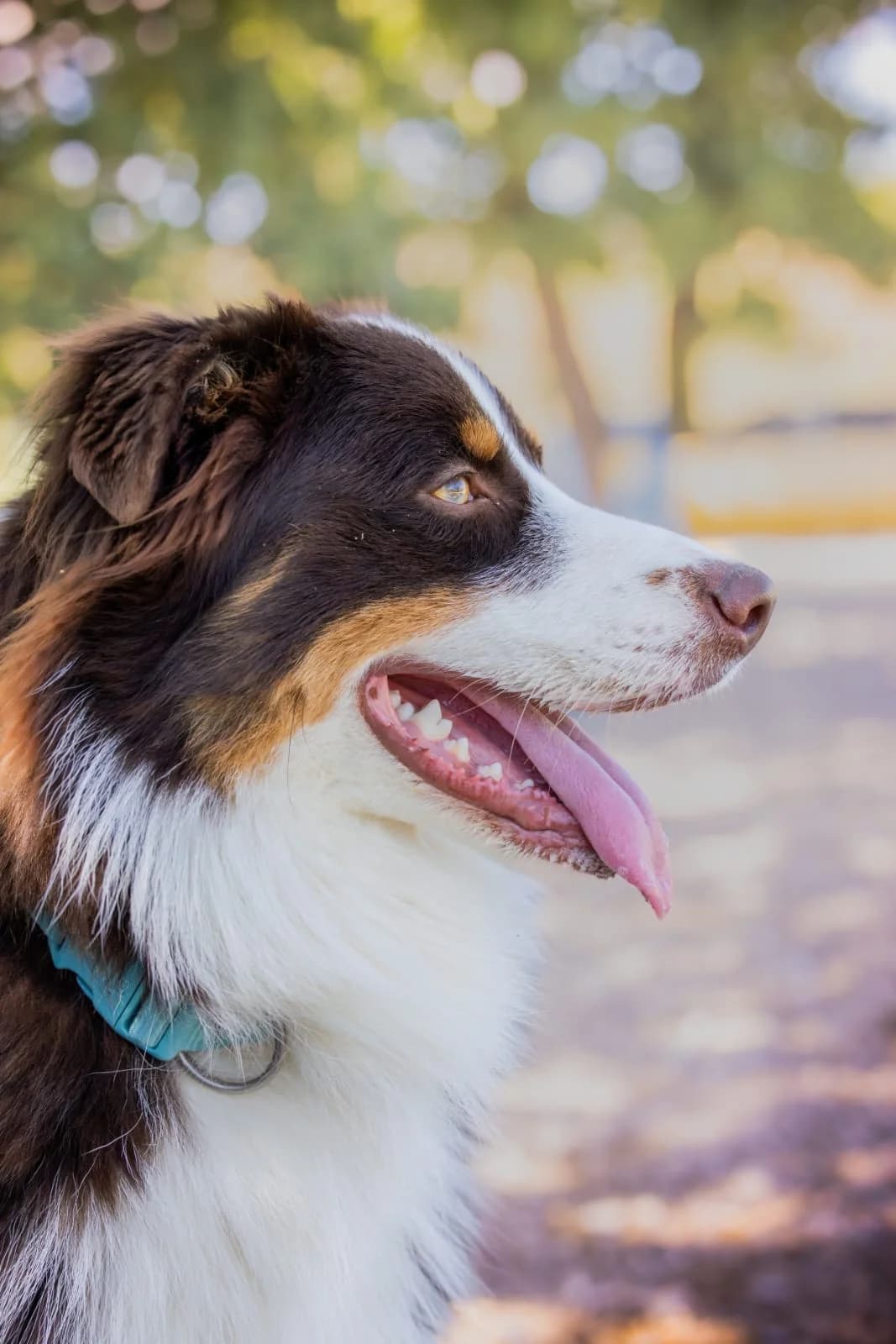 Aiko, male Australian Shepherd for adoption at Association Canine Sisteronaise, association canine sisteronaise