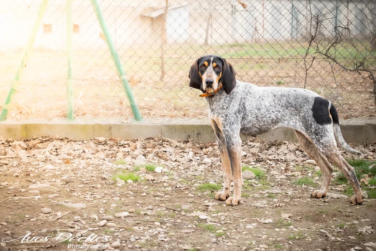 Aria, female mixed breed for adoption at Association Canine Sisteronaise, association canine sisteronaise