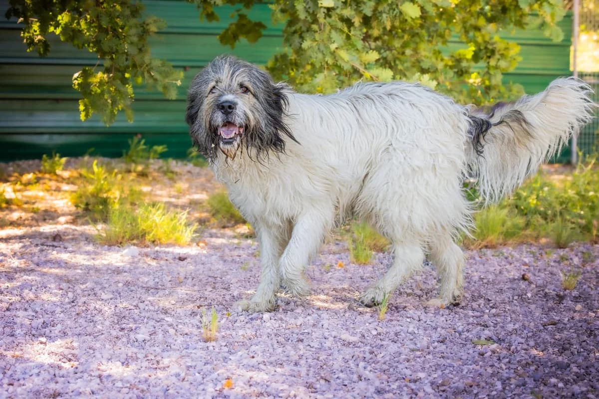 Baloo, male mixed breed for adoption at Association Canine Sisteronaise, association canine sisteronaise