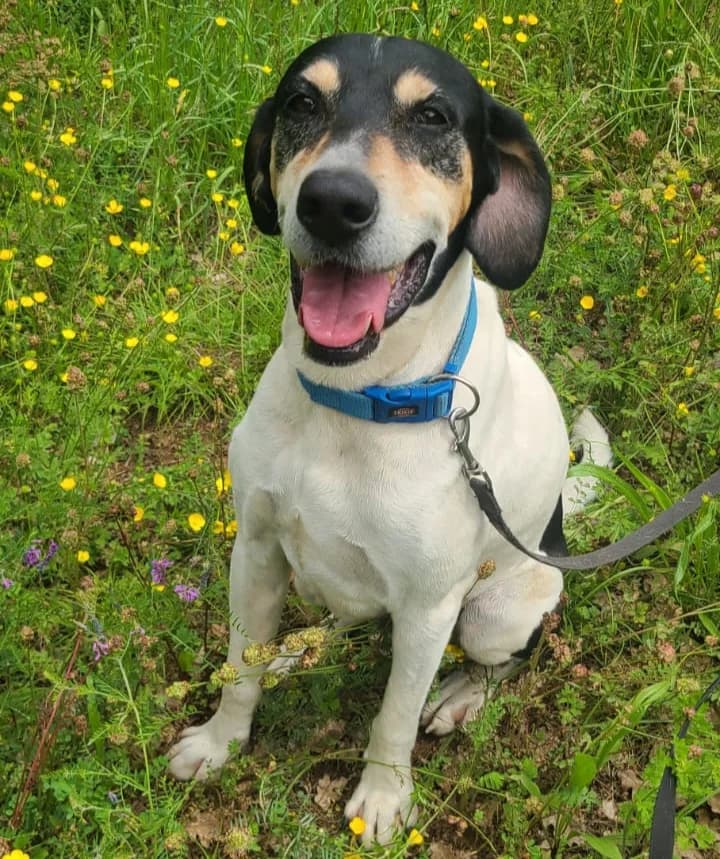 Bam's, male mixed breed for adoption at Association Canine Sisteronaise, association canine sisteronaise