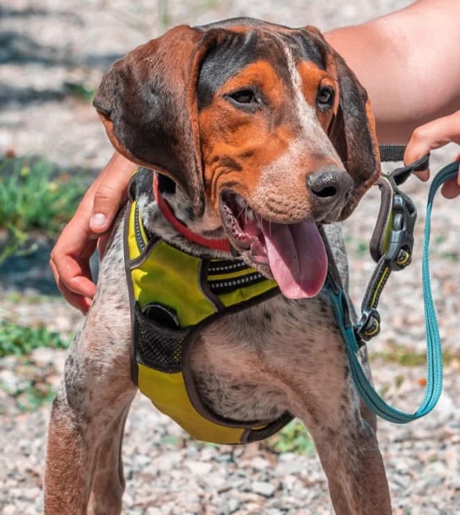 Bill, male mixed breed for adoption at Association Canine Sisteronaise, association canine sisteronaise