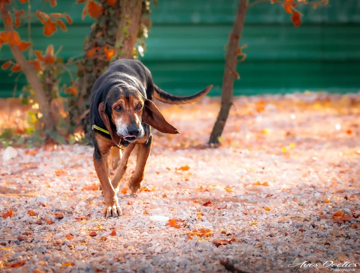 Billy, male mixed breed for adoption at Association Canine Sisteronaise, association canine sisteronaise
