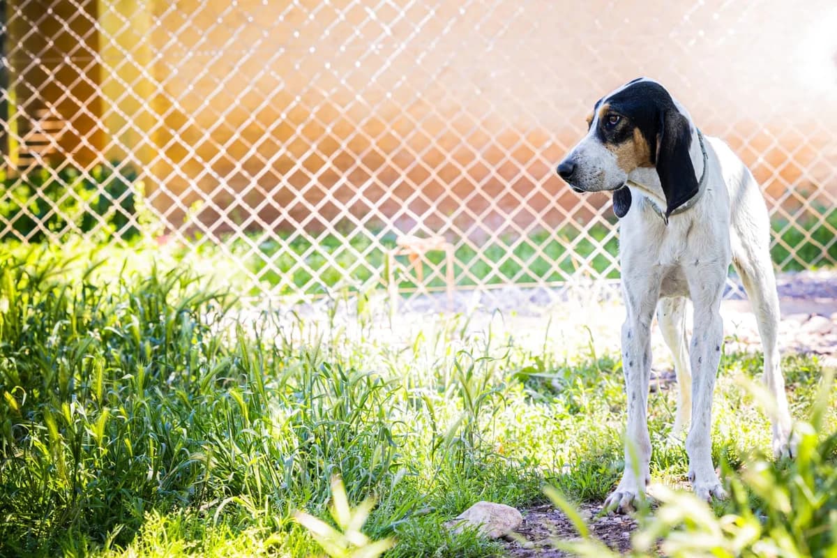 Bim's, male mixed breed for adoption at Association Canine Sisteronaise, association canine sisteronaise