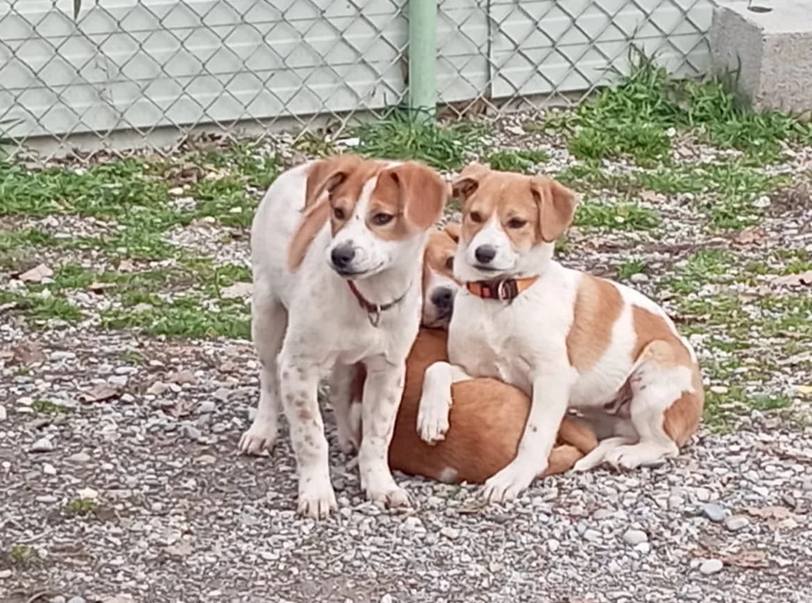 Biscuit, male puppy Shiba Inu for adoption at Association Canine Sisteronaise, association canine sisteronaise