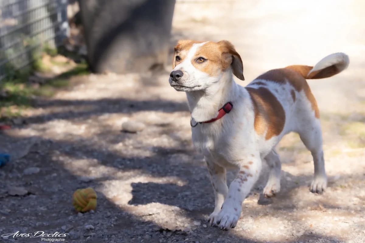 Biscuit, male Shiba Inu for adoption at Association Canine Sisteronaise, association canine sisteronaise