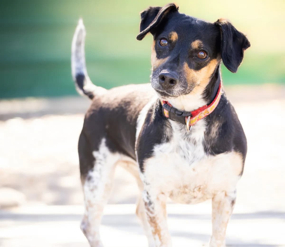 Blackie, female Jack Russell Terrier for adoption at Association Canine Sisteronaise, association canine sisteronaise