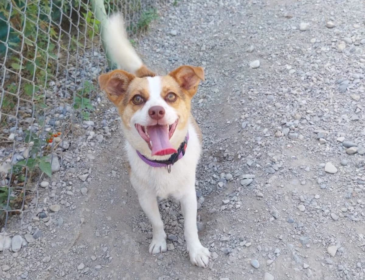 Chico, male Chihuahua for adoption at Association Canine Sisteronaise, association canine sisteronaise