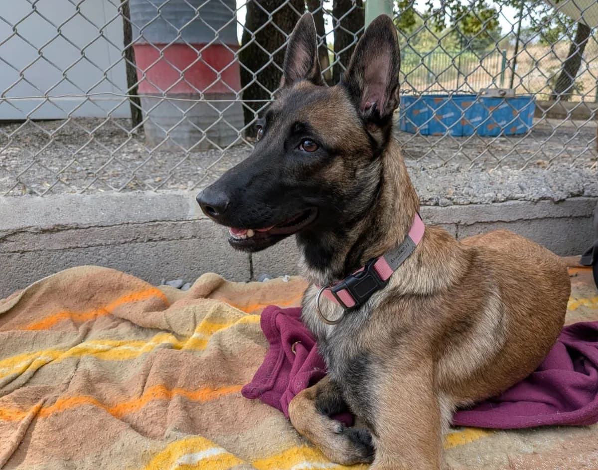 Dona, female Belgian Malinois for adoption at Association Canine Sisteronaise, association canine sisteronaise