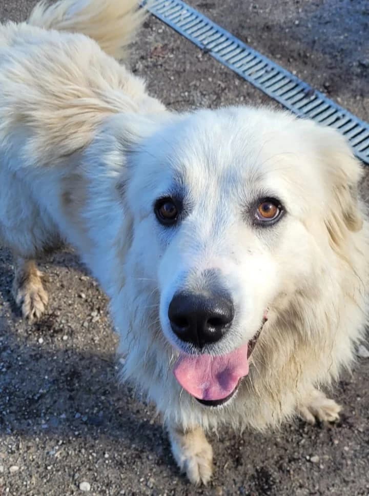 Dora, female mixed breed for adoption at Association Canine Sisteronaise, association canine sisteronaise
