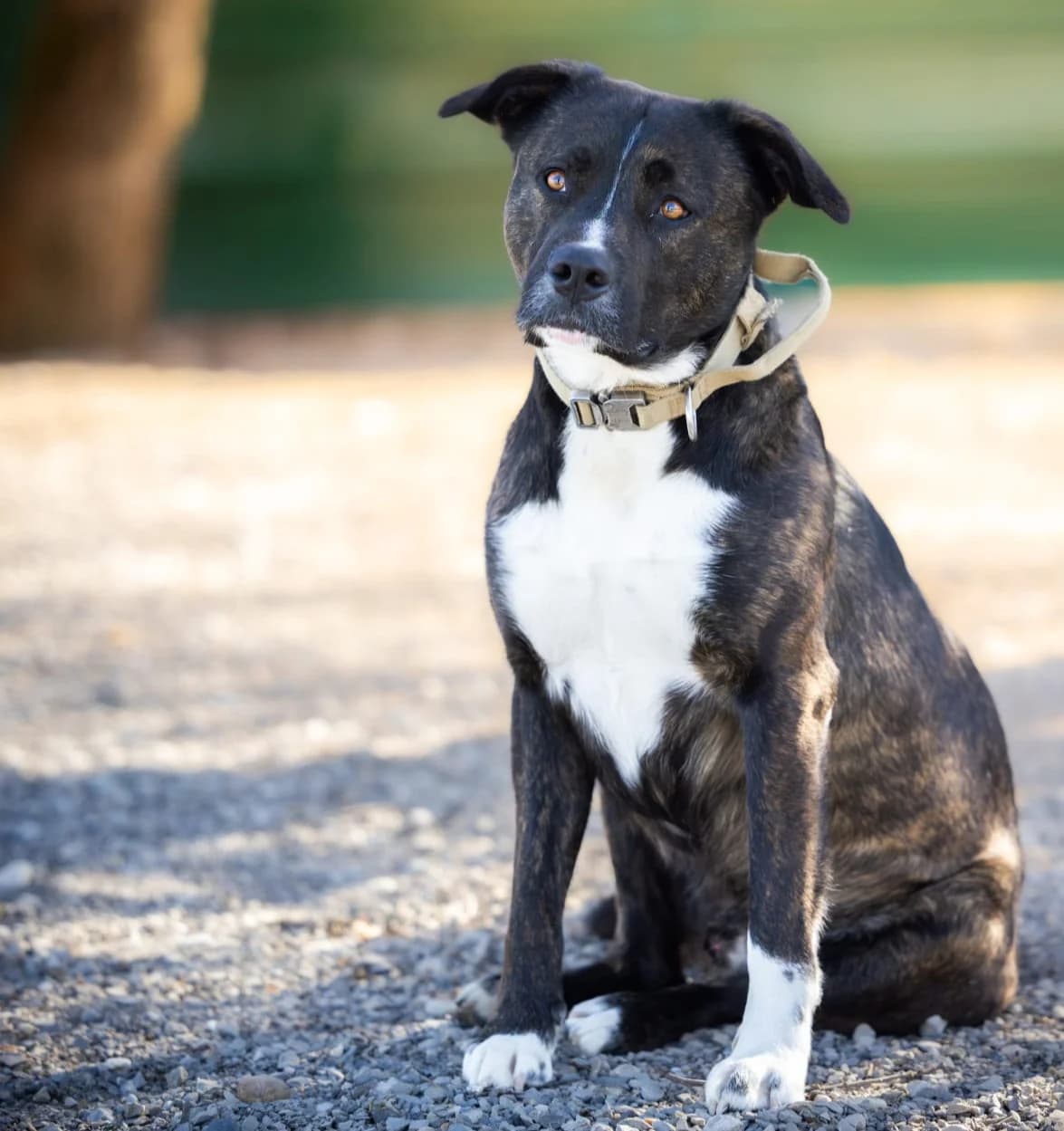 Echo, male Staffordshire Bull Terrier for adoption at Association Canine Sisteronaise, association canine sisteronaise