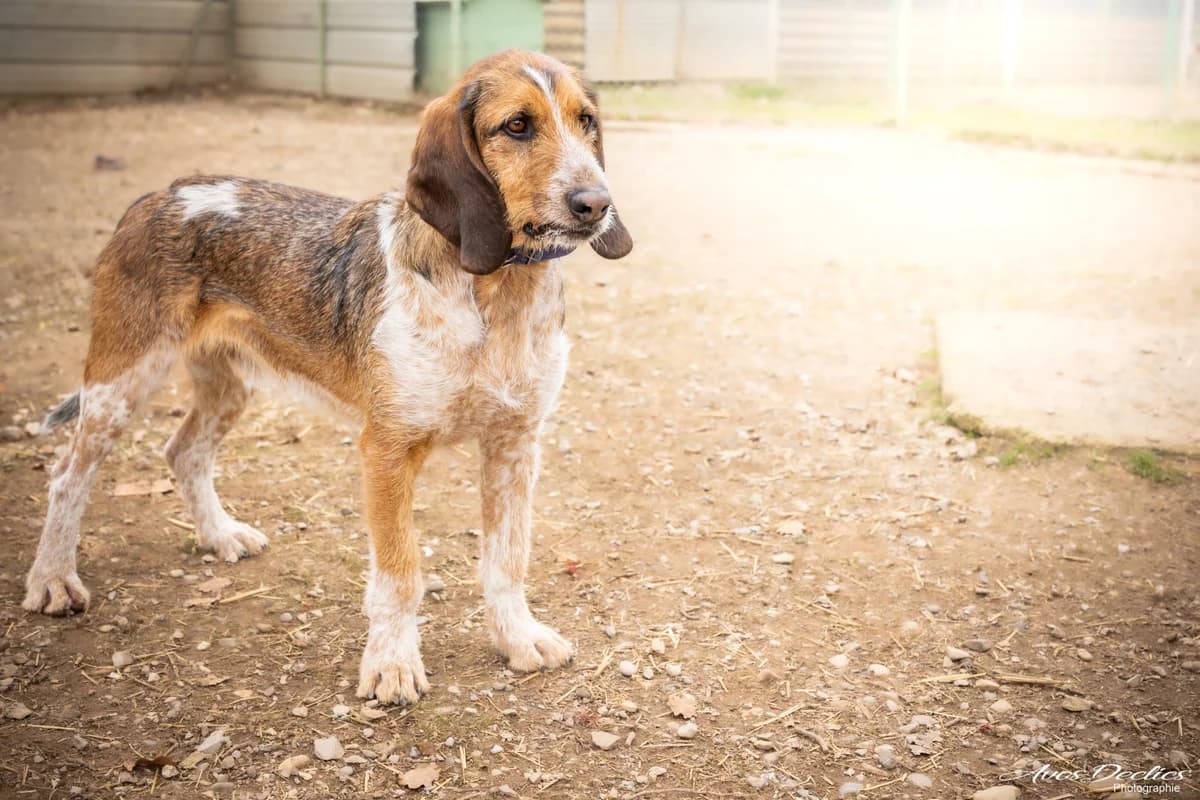 Elfi, male mixed breed for adoption at Association Canine Sisteronaise, association canine sisteronaise
