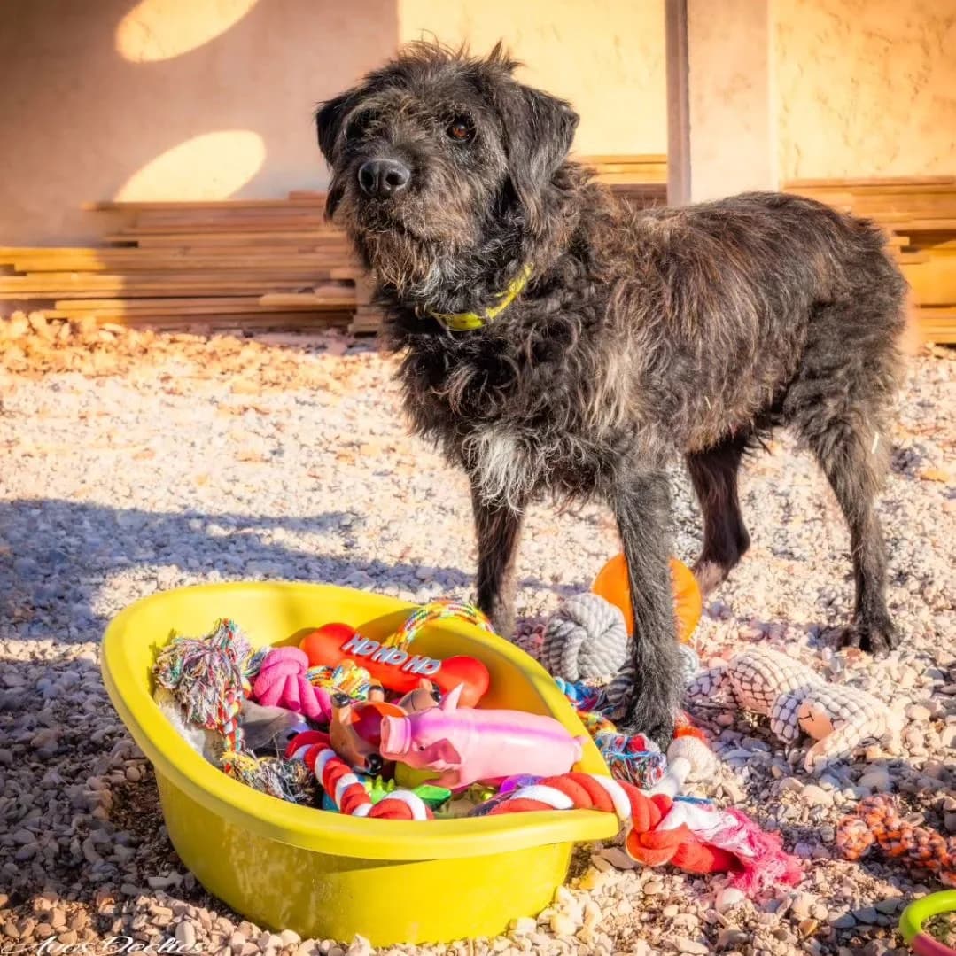 Filou, male mixed breed for adoption at Association Canine Sisteronaise, association canine sisteronaise