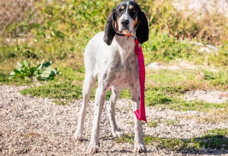 Hope, female mixed breed for adoption at Association Canine Sisteronaise, association canine sisteronaise