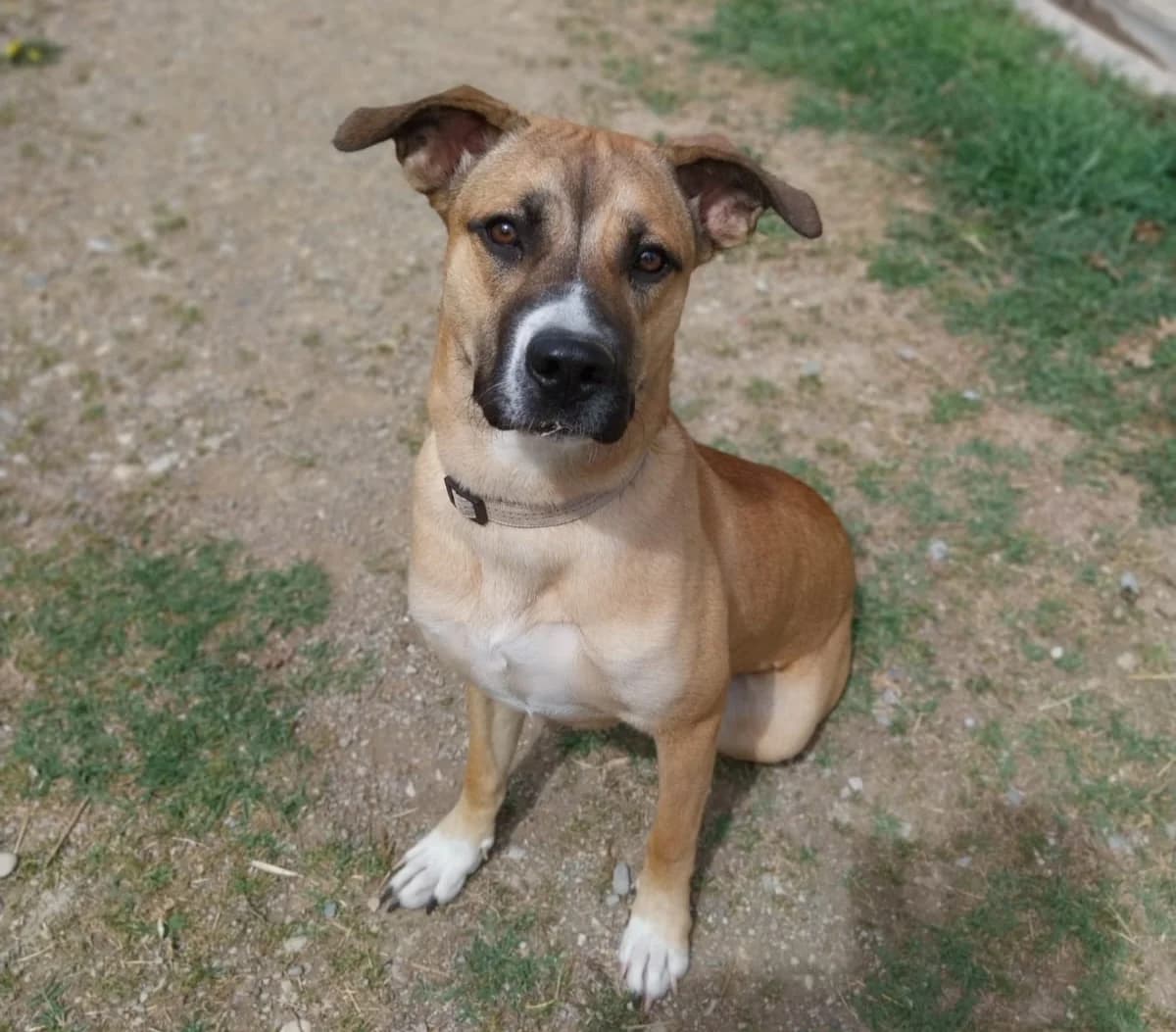 Iris, female mixed breed for adoption at Association Canine Sisteronaise, association canine sisteronaise