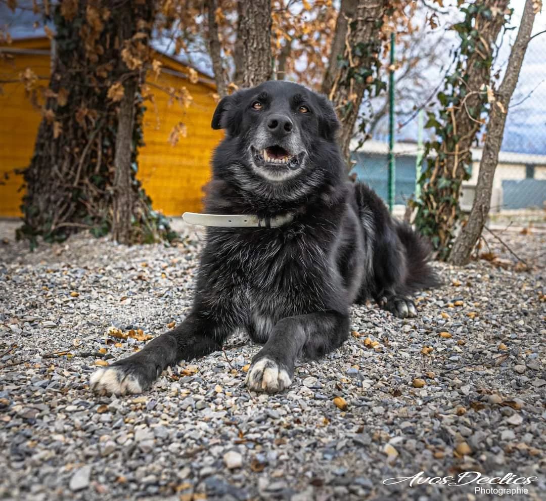 Junior, male Labrador Retriever for adoption at Association Canine Sisteronaise, association canine sisteronaise