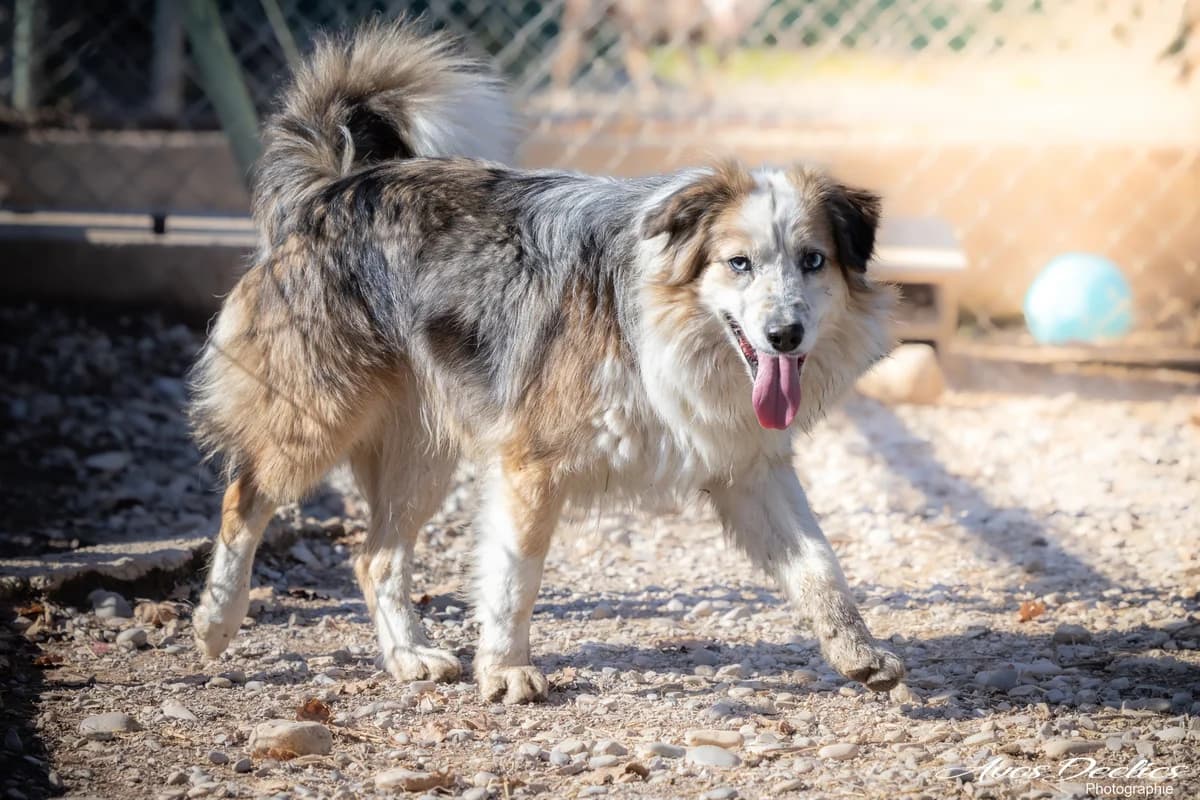 Kovu, male Australian Shepherd for adoption at Association Canine Sisteronaise, association canine sisteronaise