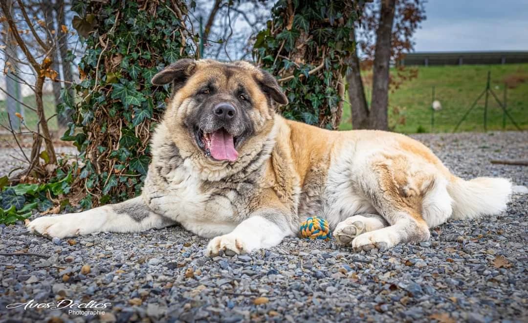 Lady, female Akita for adoption at Association Canine Sisteronaise, association canine sisteronaise