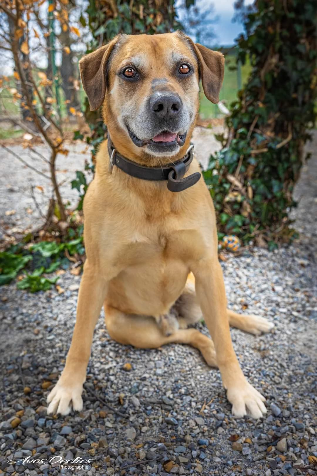 LARGO, male mixed breed for adoption at Association Canine Sisteronaise, association canine sisteronaise