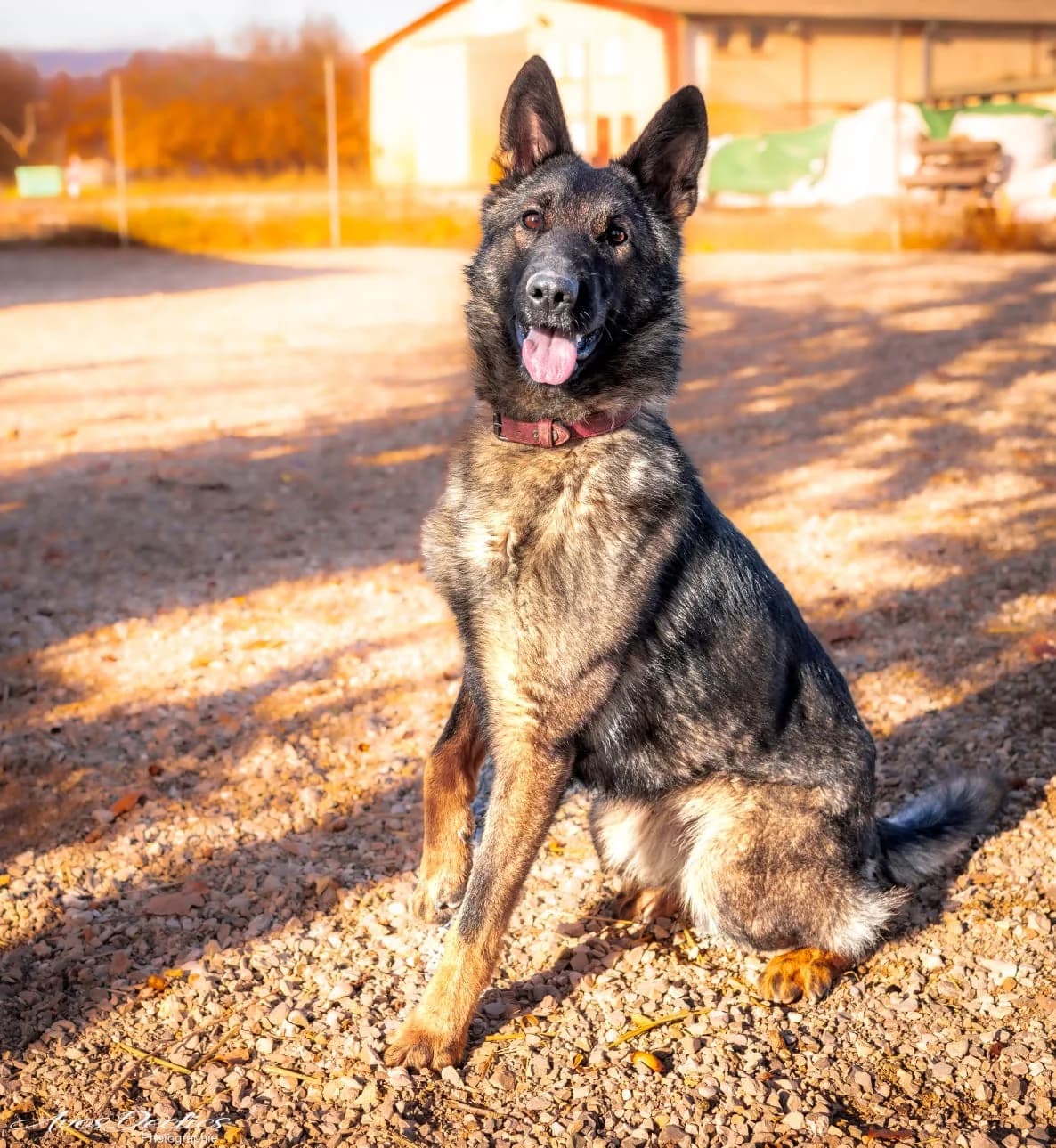 Louna, female German Shepherd for adoption at Association Canine Sisteronaise, association canine sisteronaise