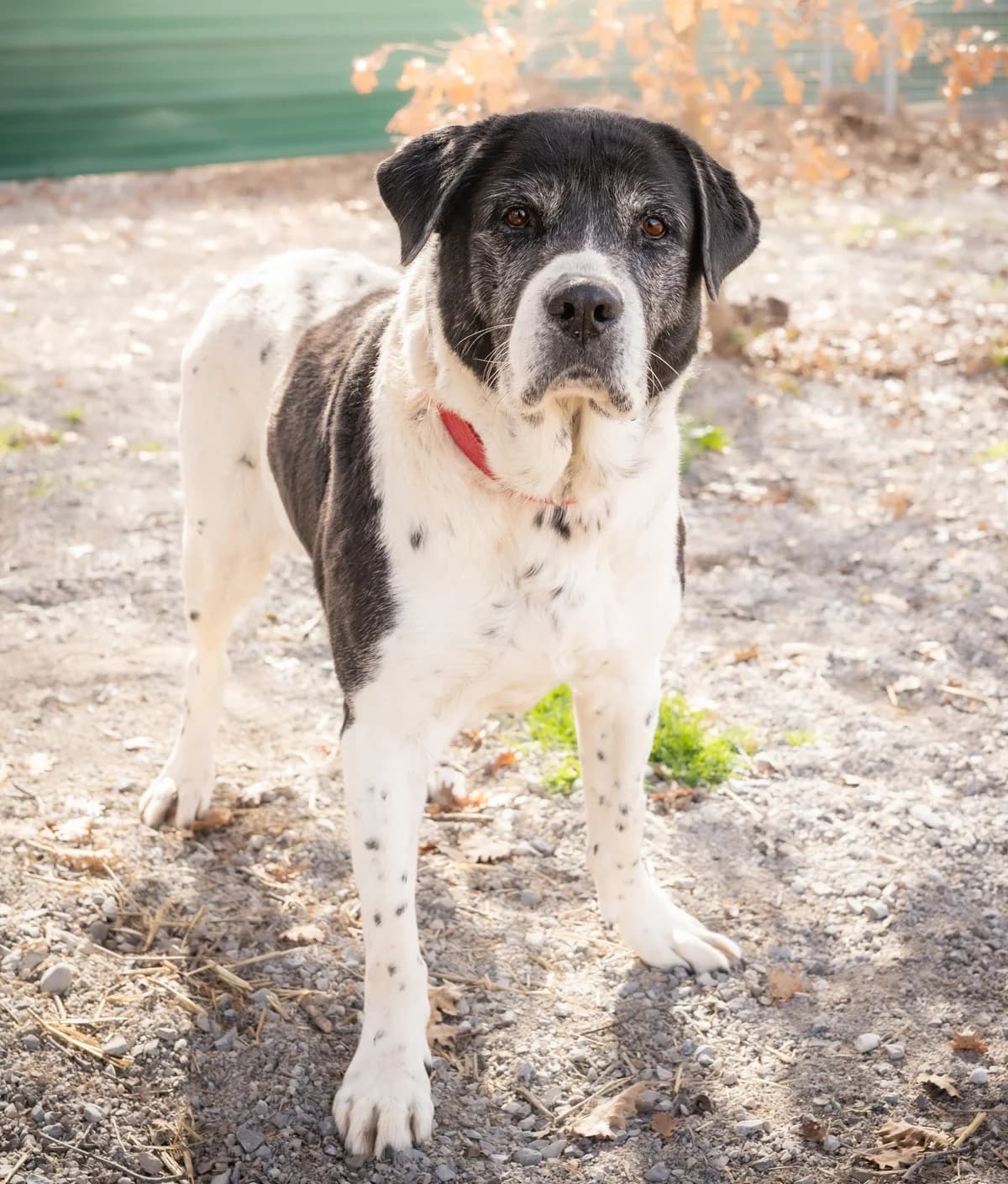 Mabrouk, male mixed breed for adoption at Association Canine Sisteronaise, association canine sisteronaise
