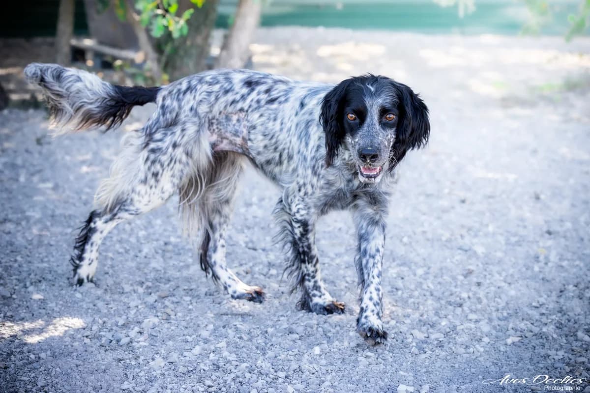 Mayork, female English Setter for adoption at Association Canine Sisteronaise, association canine sisteronaise