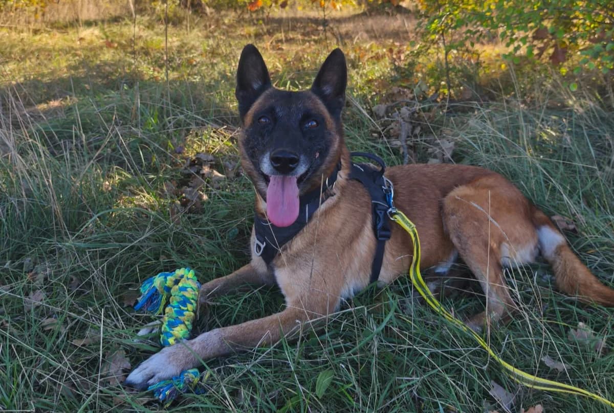 Mira, female Belgian Malinois for adoption at Association Canine Sisteronaise, association canine sisteronaise