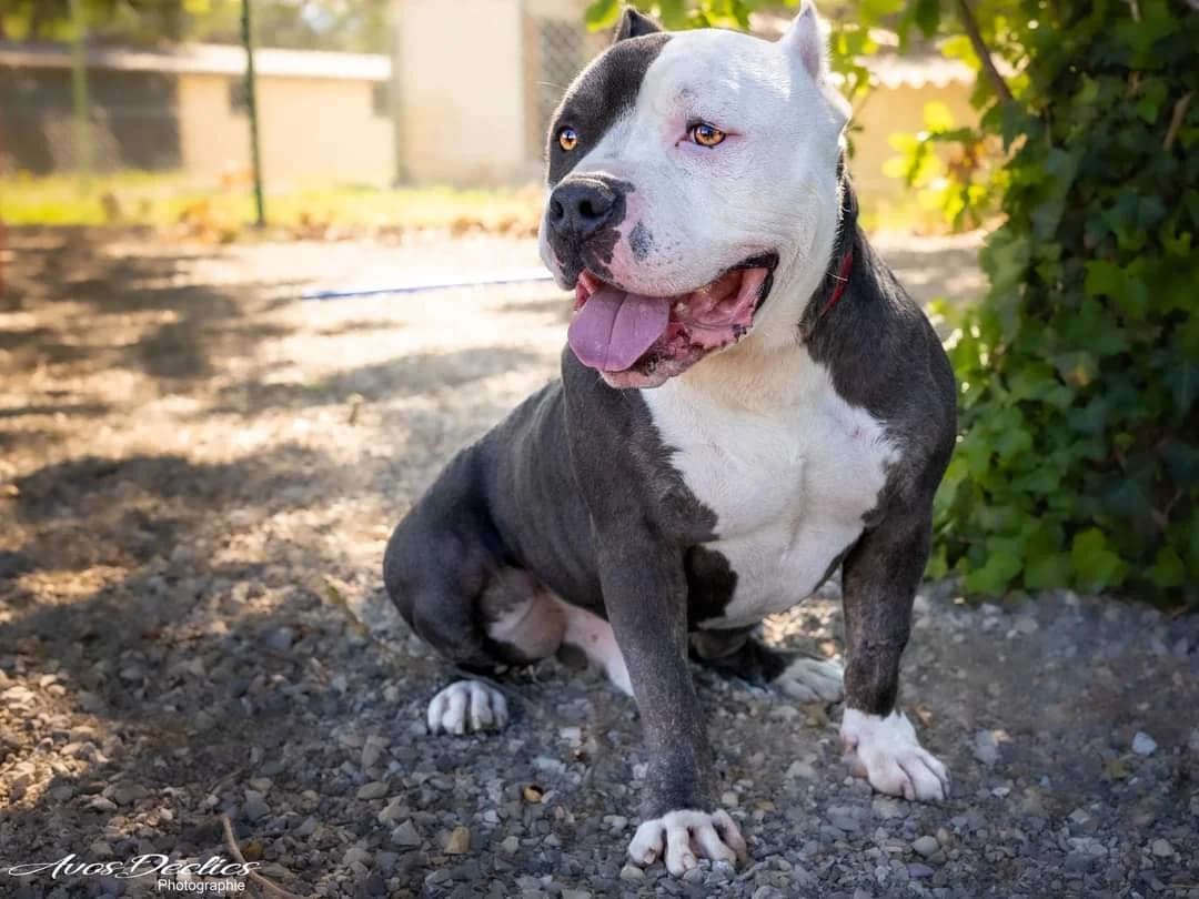 Narko, male mixed breed for adoption at Association Canine Sisteronaise, association canine sisteronaise