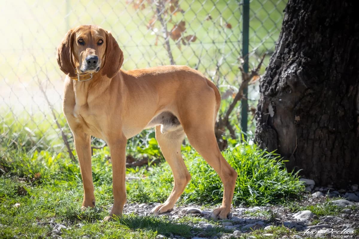 Nougat, male mixed breed for adoption at Association Canine Sisteronaise, association canine sisteronaise