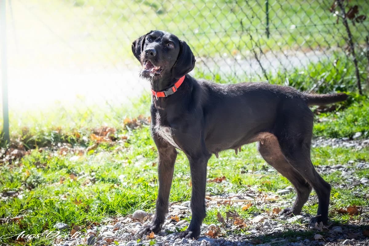Nova, female mixed breed for adoption at Association Canine Sisteronaise, association canine sisteronaise
