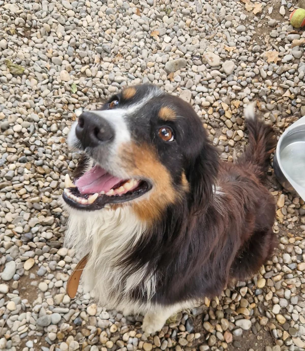 Nutella, male Australian Shepherd for adoption at Association Canine Sisteronaise, association canine sisteronaise
