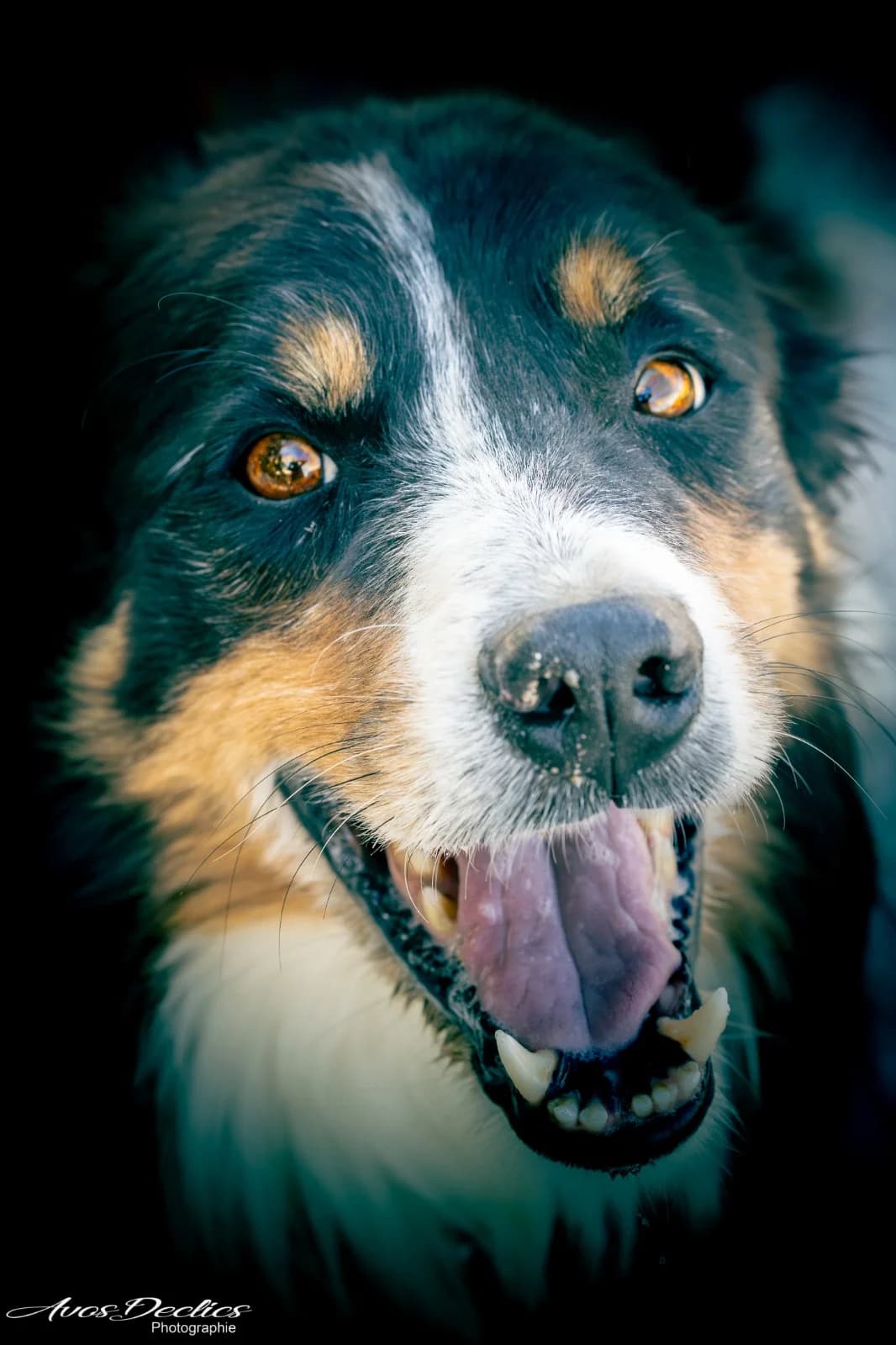 Nutella, male Australian Shepherd for adoption at Association Canine Sisteronaise, association canine sisteronaise