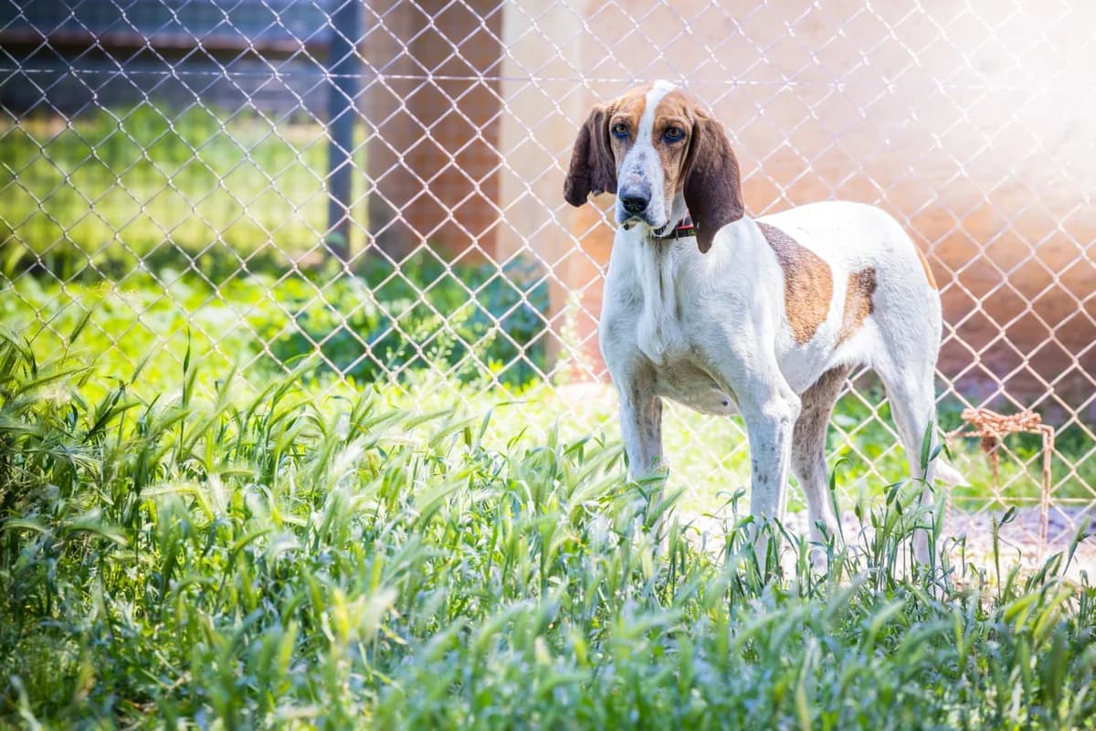 Opale, female Mixed Breed for adoption at Association Canine Sisteronaise, association canine sisteronaise