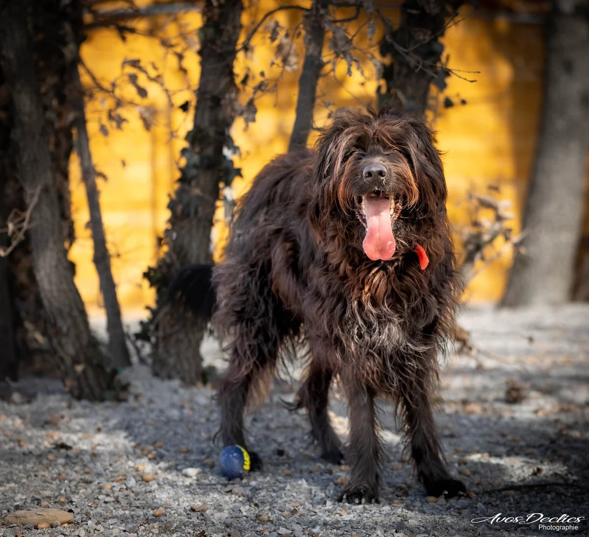 Oscar, male mixed breed for adoption at Association Canine Sisteronaise, association canine sisteronaise
