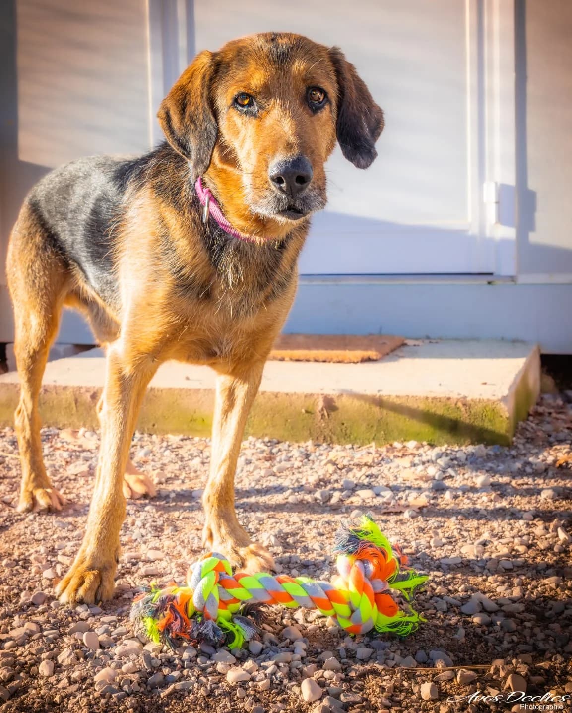 Oxo, male mixed breed for adoption at Association Canine Sisteronaise, association canine sisteronaise
