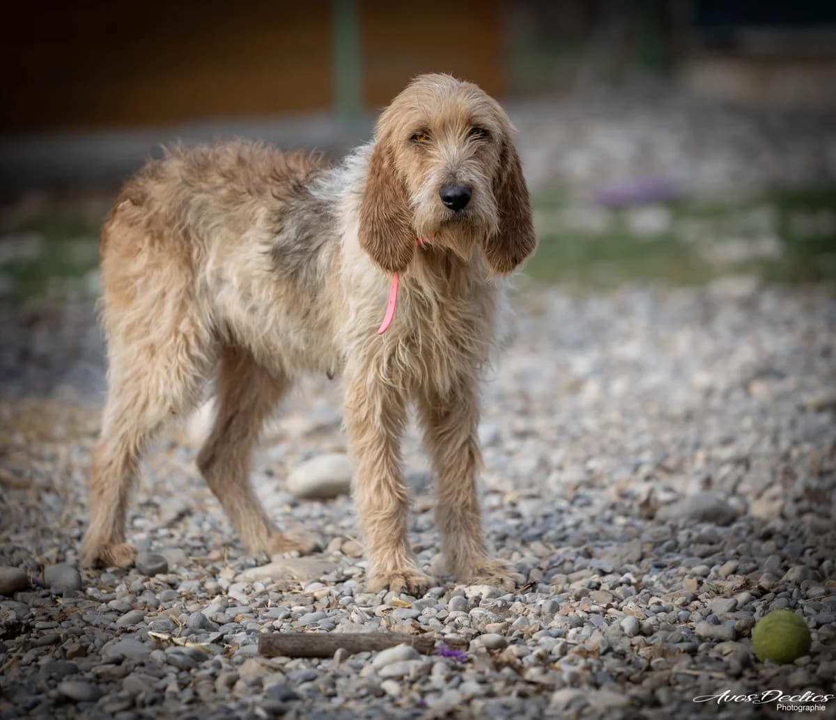Paprika X Griffon née en Juin 2021, Mixed Breed for adoption at Association Canine Sisteronaise, association canine sisteronaise