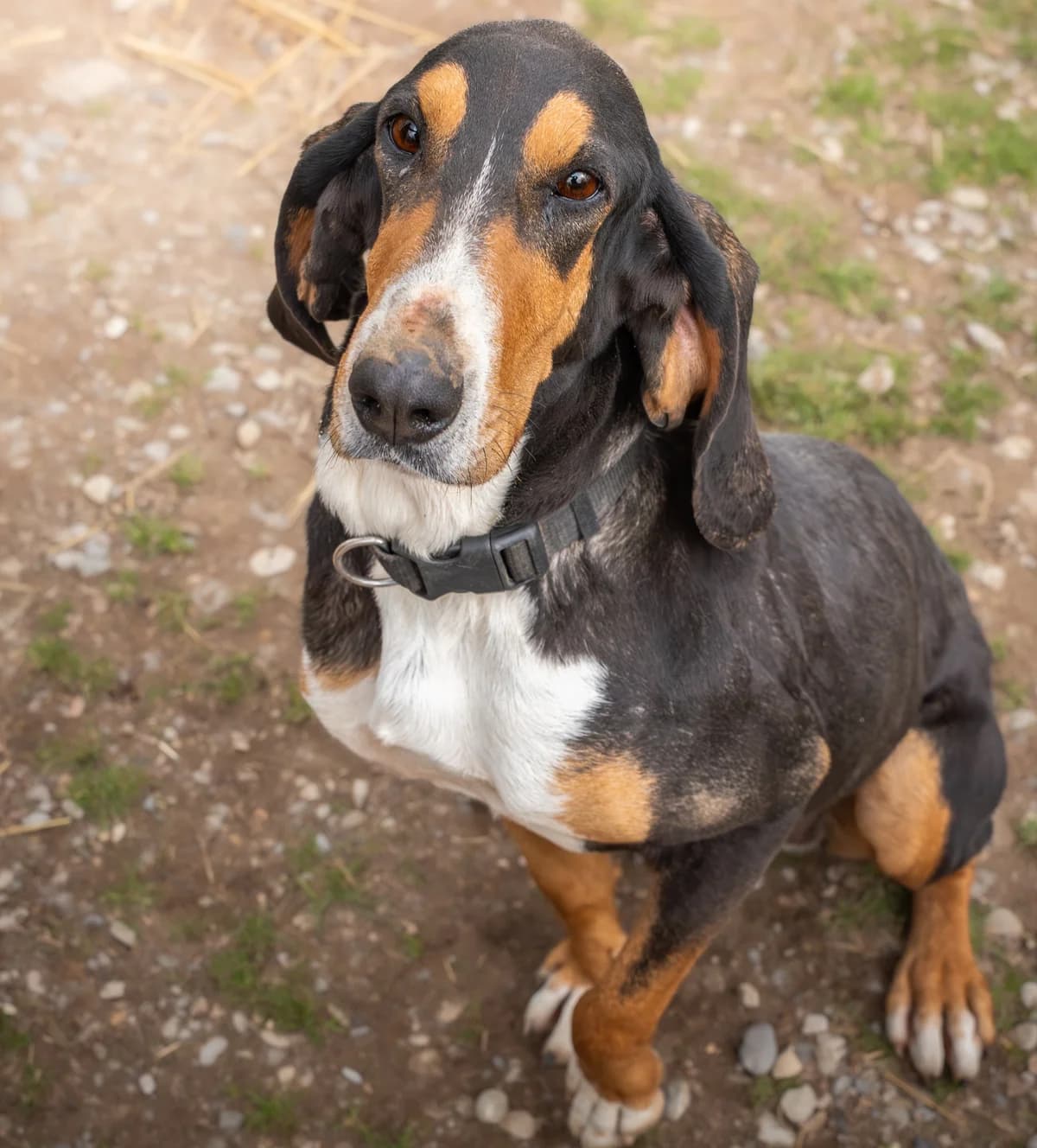 Rafale, female mixed breed for adoption at Association Canine Sisteronaise, association canine sisteronaise
