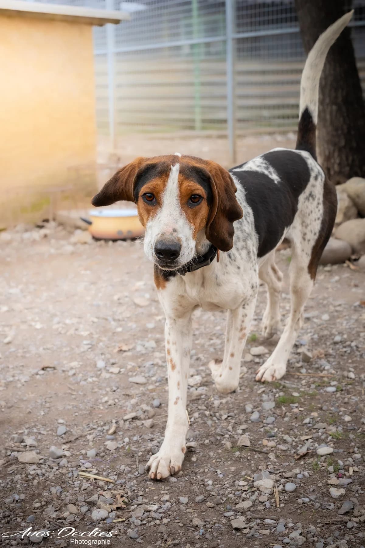 Rio, male mixed breed for adoption at Association Canine Sisteronaise, association canine sisteronaise