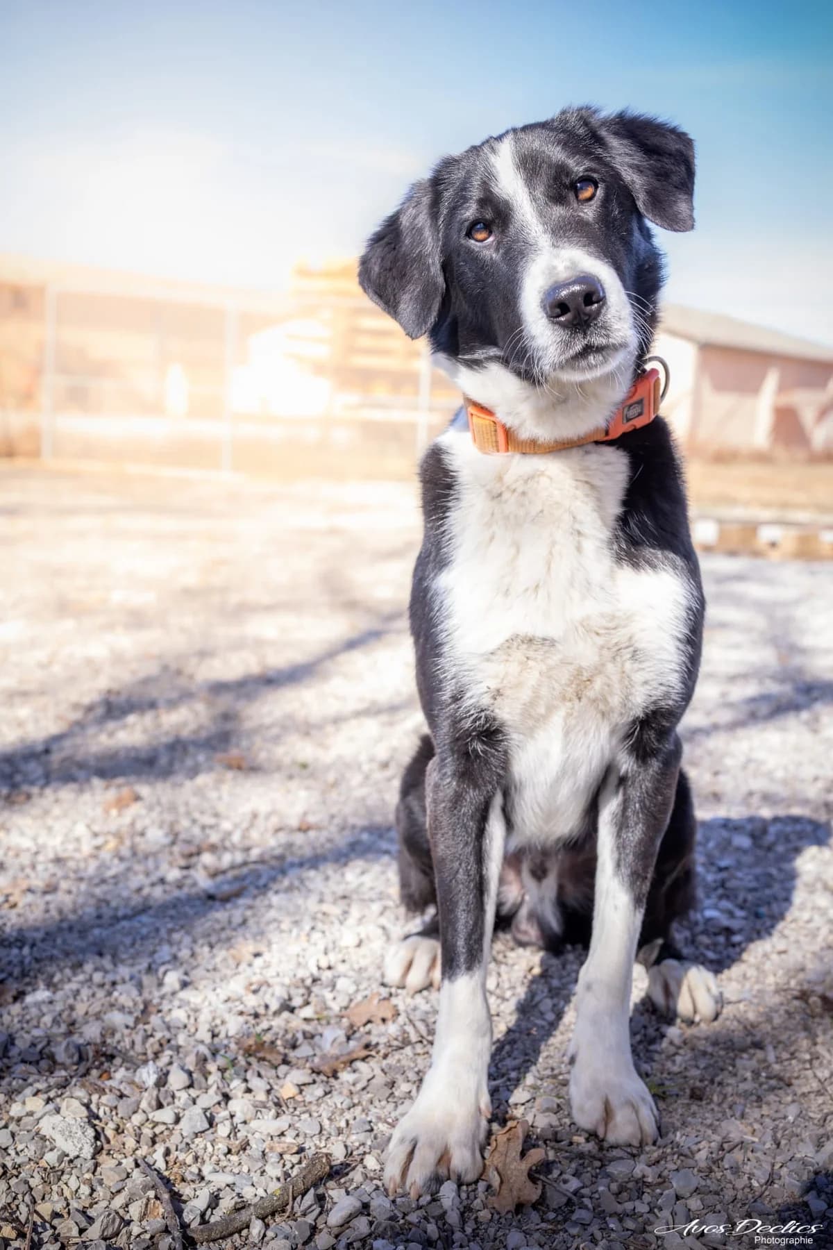 Ruben, male Border Collie for adoption at Association Canine Sisteronaise, association canine sisteronaise