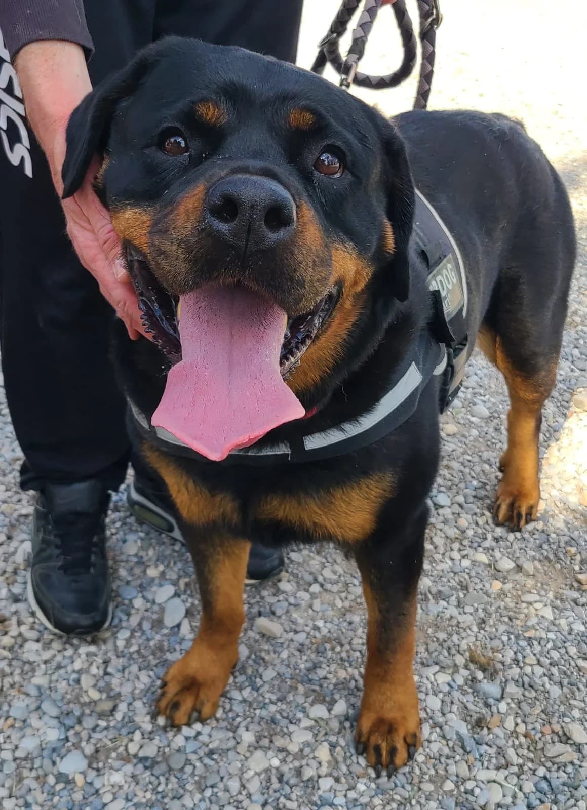 Rubis, female Rottweiler for adoption at Association Canine Sisteronaise, association canine sisteronaise