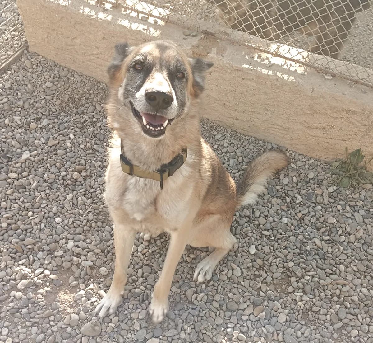 Ryder, male mixed breed for adoption at Association Canine Sisteronaise, association canine sisteronaise