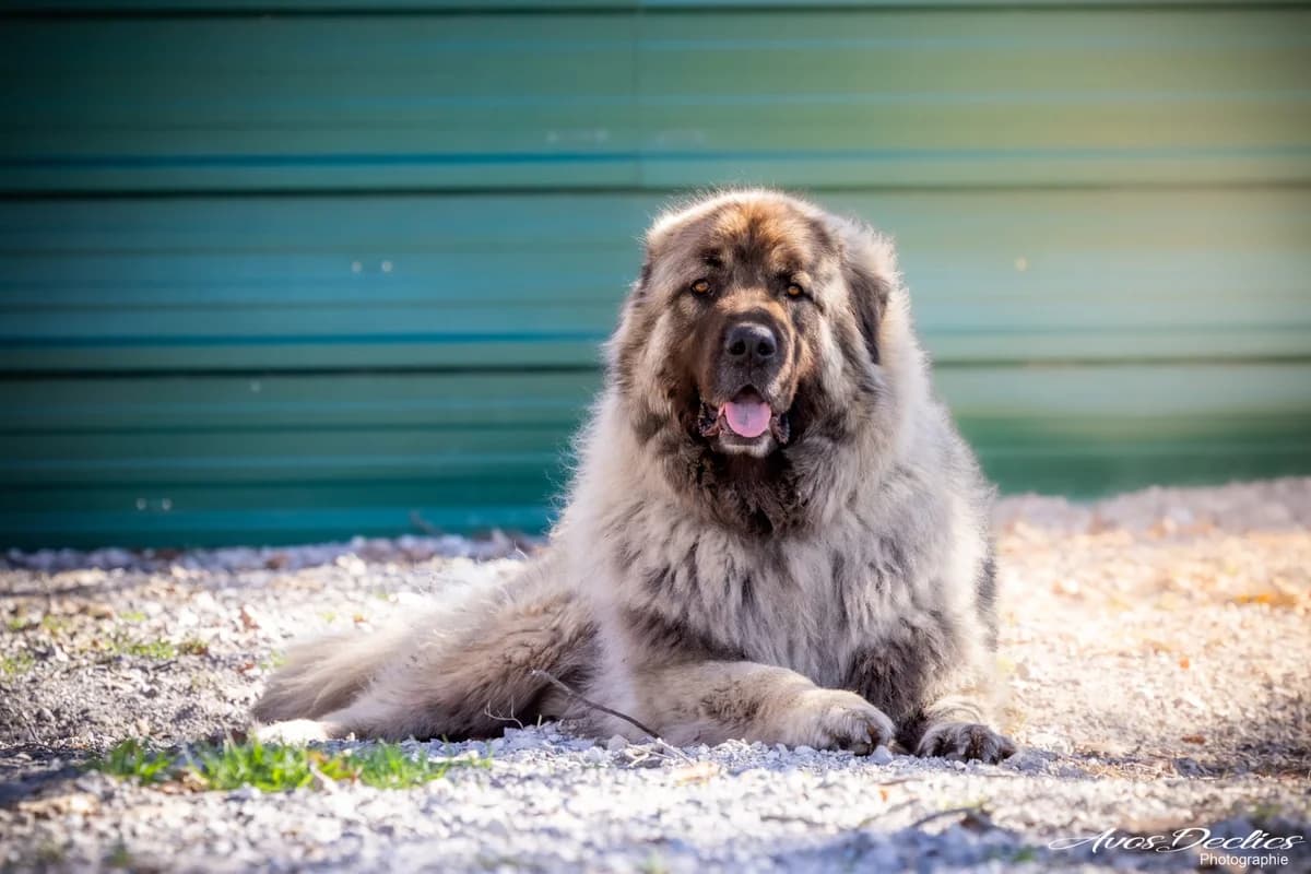 Sam, male mixed breed for adoption at Association Canine Sisteronaise, association canine sisteronaise